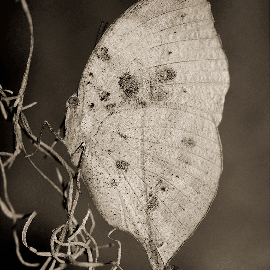 Dead-leaf mimic butterfly, artwork from the paper